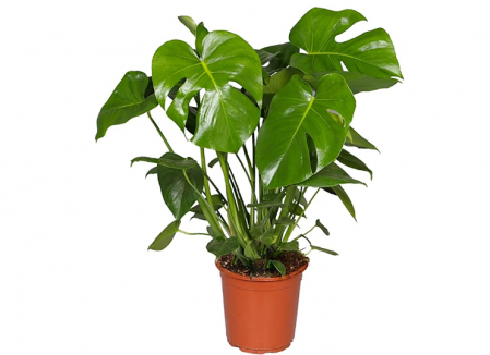 Monstera Deliciosa Adam's Rib 40cm Pot 15cm Indoor Plant