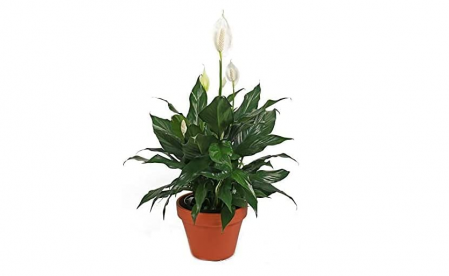 Peace lily or peace lily