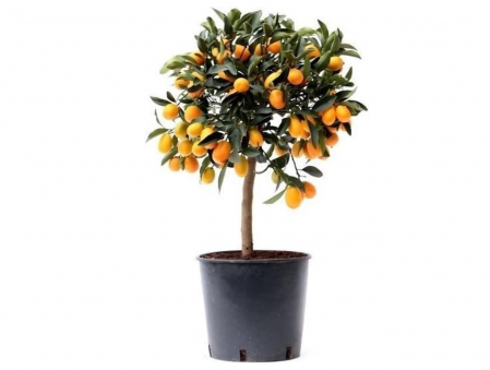 Citrus Fortunella Daisy Plant