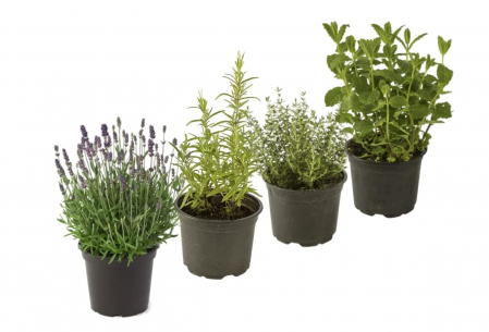 Set of four aromatic plants.