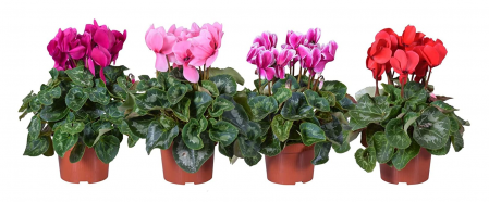 cyclamen