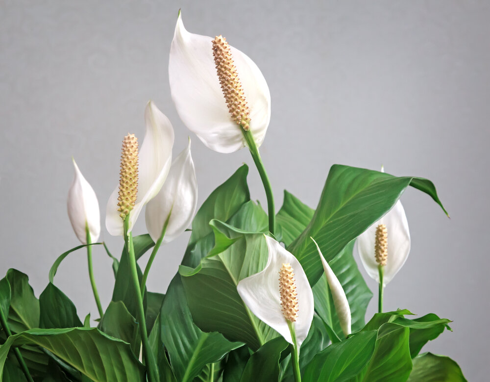 Everything you need to know about Spathiphyllum