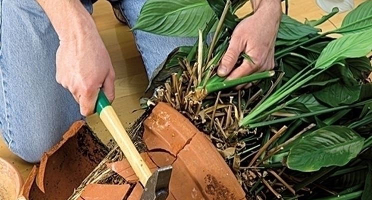 Spathiphillum repotting