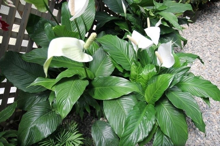 Spathiphyllum