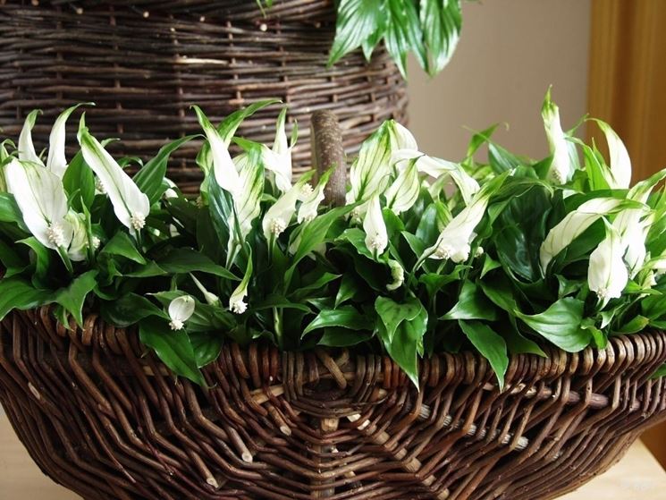 spathiphyllum