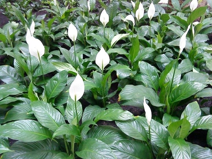 spathiphyllum plants