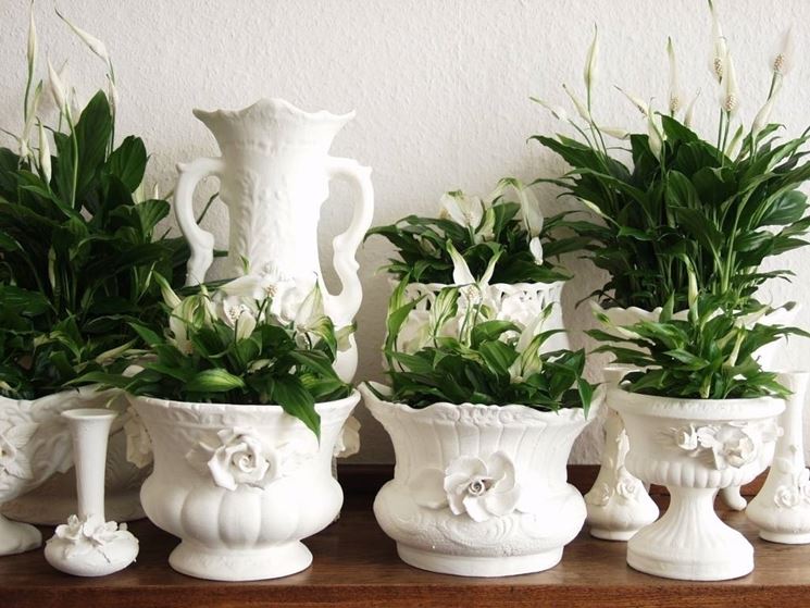 compositions with spathiphyllum