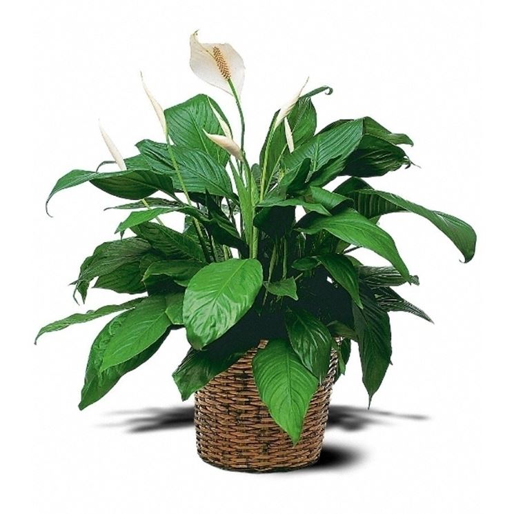 Spathiphyllum watering