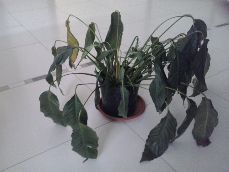 Spathiphyllum pests and diseases