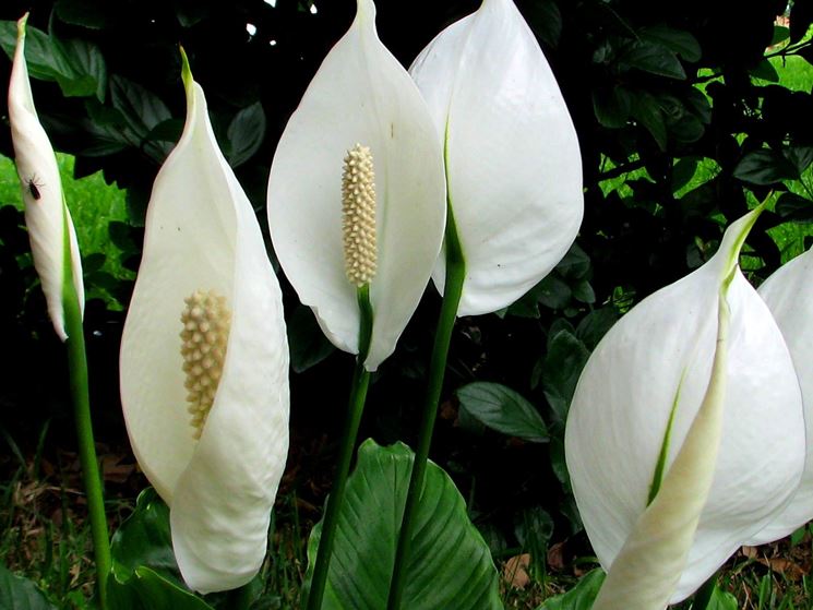 Rusticity of spathiphyllum