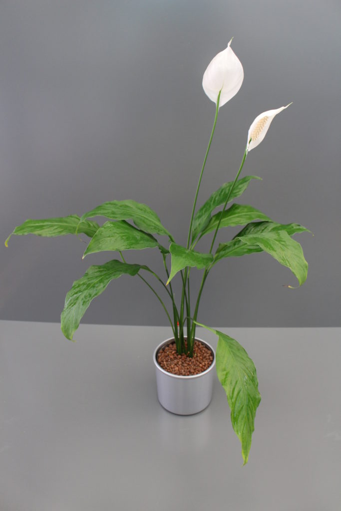 spathiphyllum floribundum