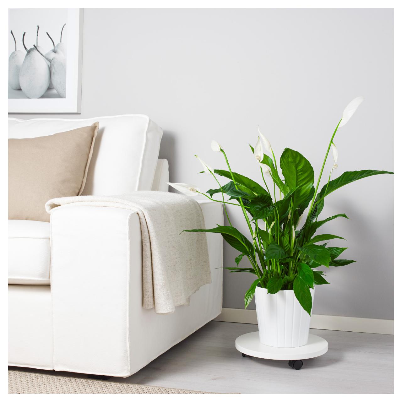 2 spathiphyllum in white pots in a living room